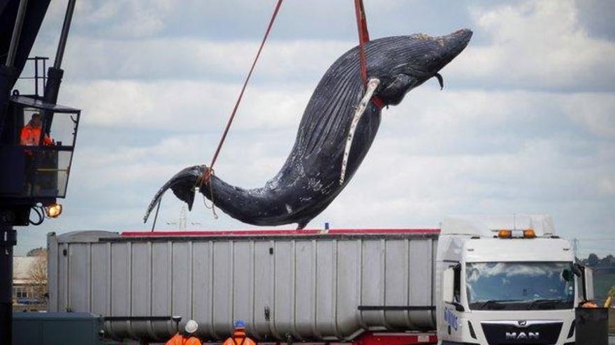 Las desgarradoras imágenes del rescate de una ballena muerta en el Támesis