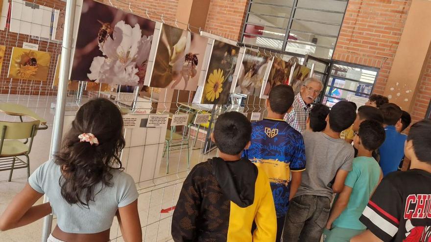 Los alumnos disfrutan de la exposición ‘Las abejas y su mundo’, de Juan Hernández Calvo, en el CEIP Urci. | AYTO. ÁGUILAS