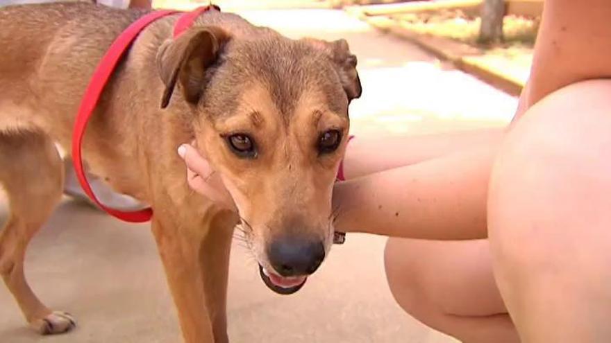 La dueña del perro que se arrojó por un balcón niega que le dejase encerrado al sol