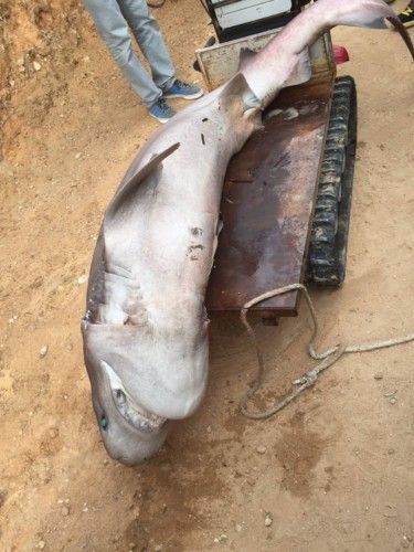 Hallados dos tiburones en aguas de Benidorm y l'Alfàs del Pi