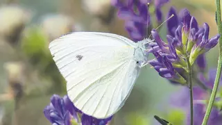 La mariposa blanquita de la col