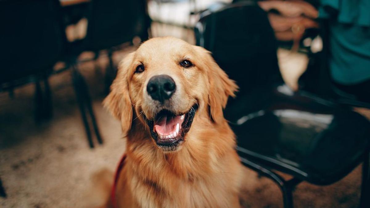 Golden Retrieve.