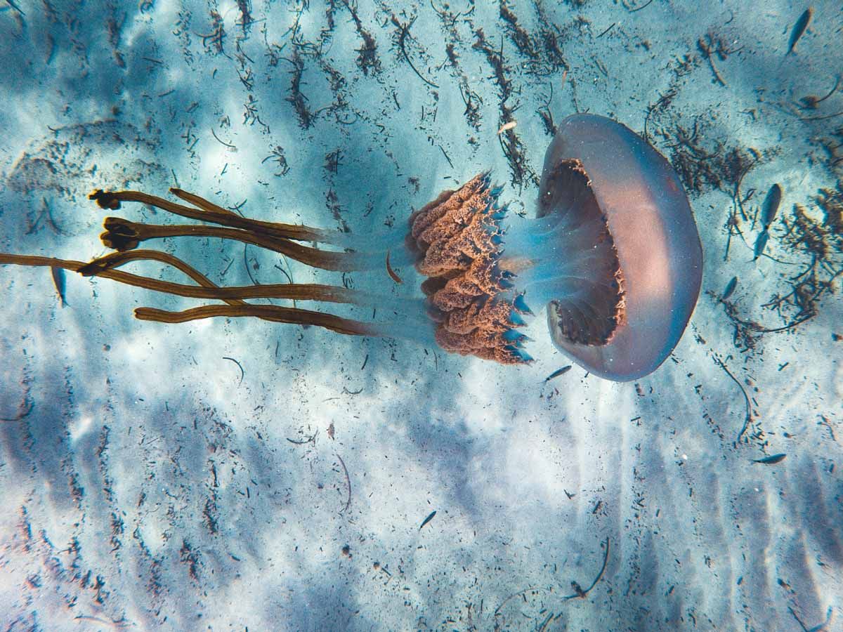 Una medusa de casi un metro en ses Salines