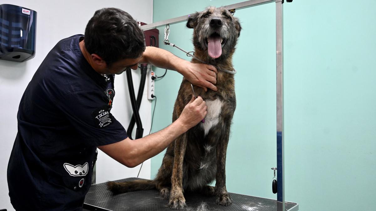 Un profesional de salón de Peluquería Canina Pontevedra durante un servicio.