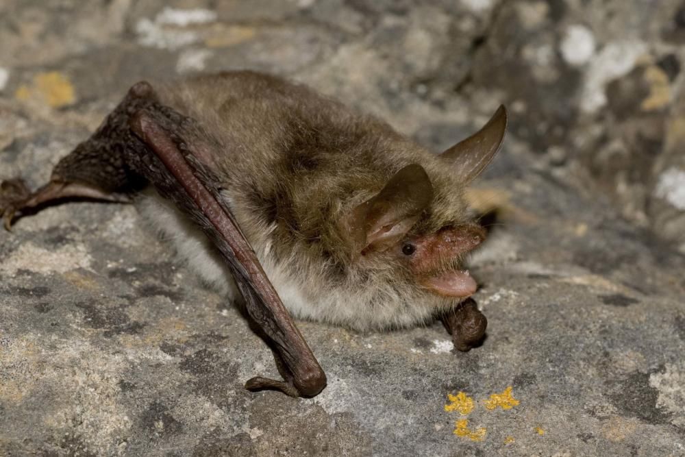 Myotis escalerai