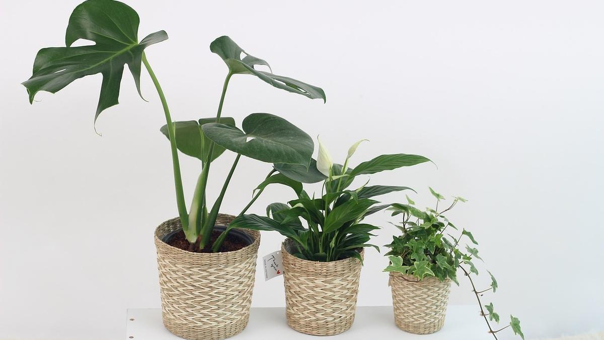 Hay plantas que absorben la humedad en el hogar