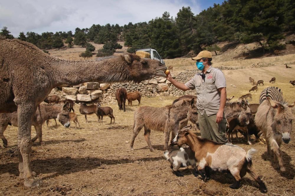 Un safari al límite por el coronavirus