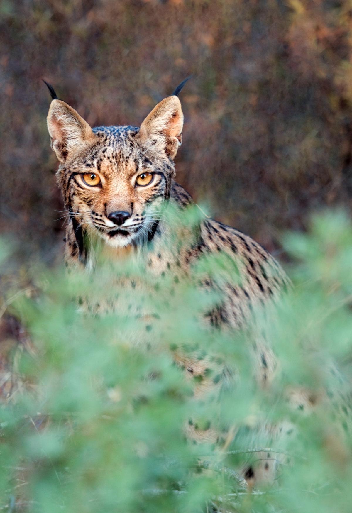 Lince Ibérico de Doñana, Huelva