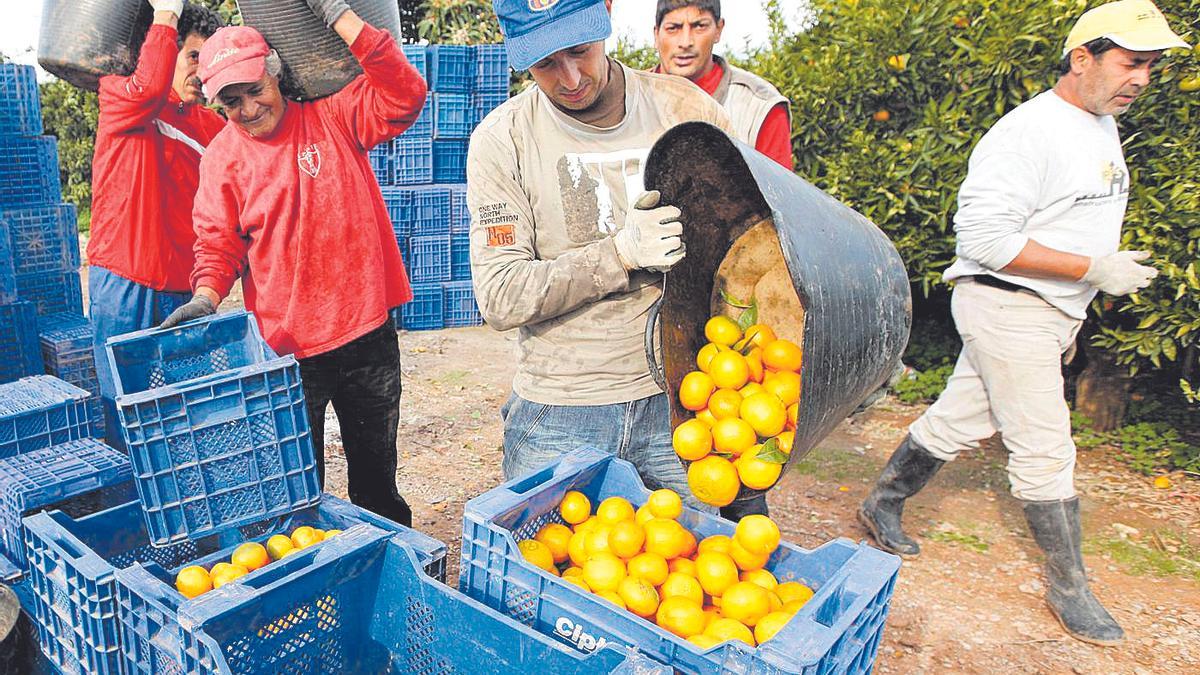 Un grupo de profesionales recoge naranjas en una finca citrícola. El colectivo está llamado hoy a la huelga.