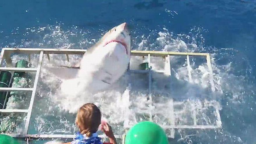 Un buceador sale ileso después de que un tiburón entrara en su jaula por accidente