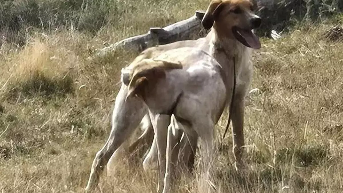 Alerten que hi ha dos gossos a la muntanya de Tor que campen lliures i poden perseguir els animals que hi pasturen