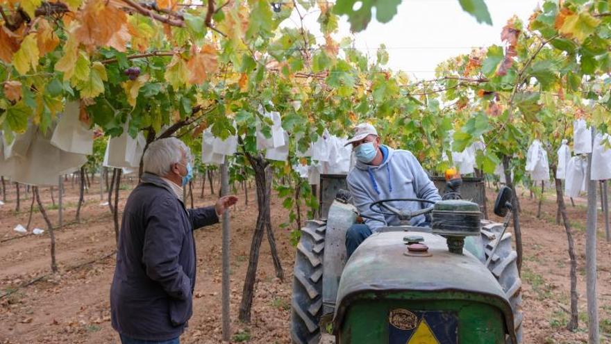 Un agricultor da instrucciones a un jornalero en una finca de uva en Pinoso.