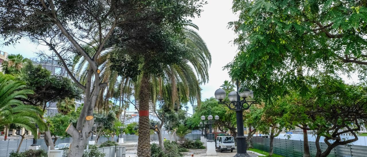 Tala de árboles en el Parque Blanco por las obras de la Metroguagua