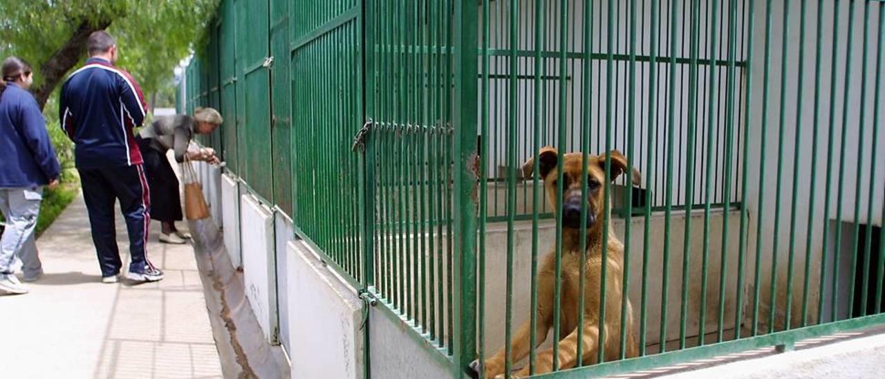 En la perrera municipal de Palma trabajan veterinarios y peones de Emaya, pero no existen plazas de policía local.