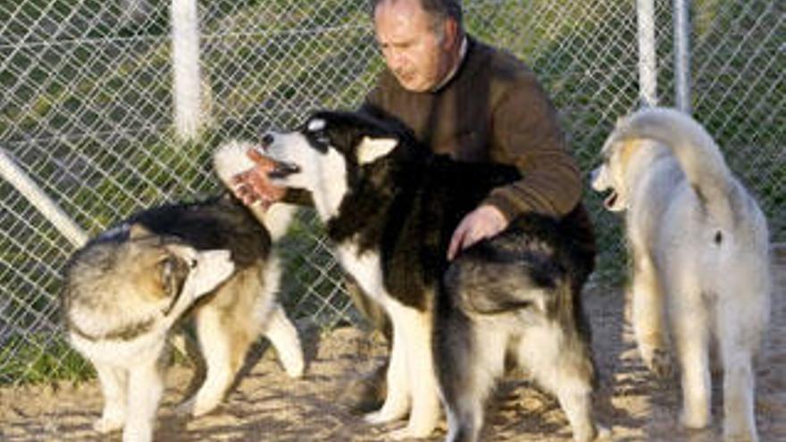 Ángel Iglesias, criador de perros alaskan malamute, en Kabluna (Zamora)