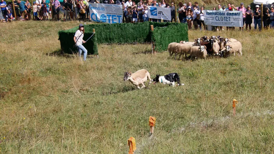 Castellar de n'Hug celebra el Concurs de gossos d'Atura amb rècord de pastores