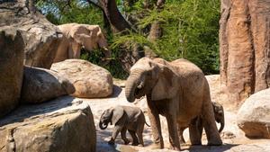 Manada con las dos crías de elefantes junto al lago en BIOPARC de Valencia