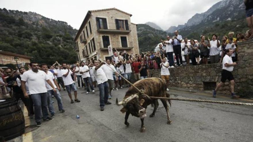 Fornalutx celebra su primer &#039;correbou&#039; sin cuerdas en los cuernos ni sacrificio