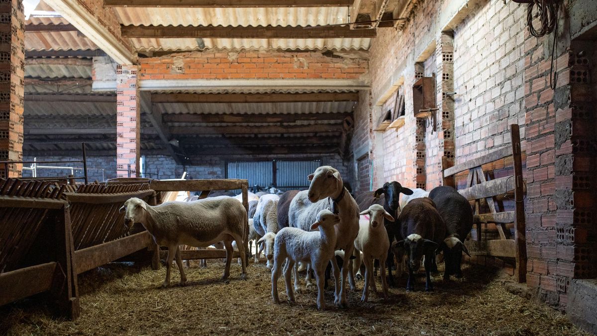 Ovejas encerradas en el establo en la Sierra de la Culebra tras el incendio