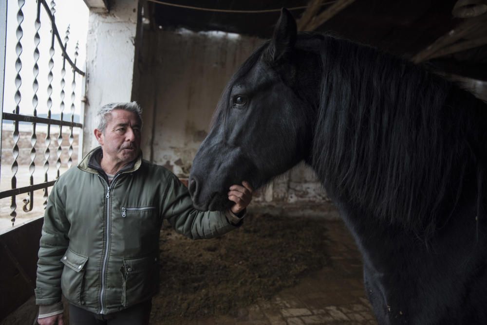 Cavalls i gossos a la torre Lluvià