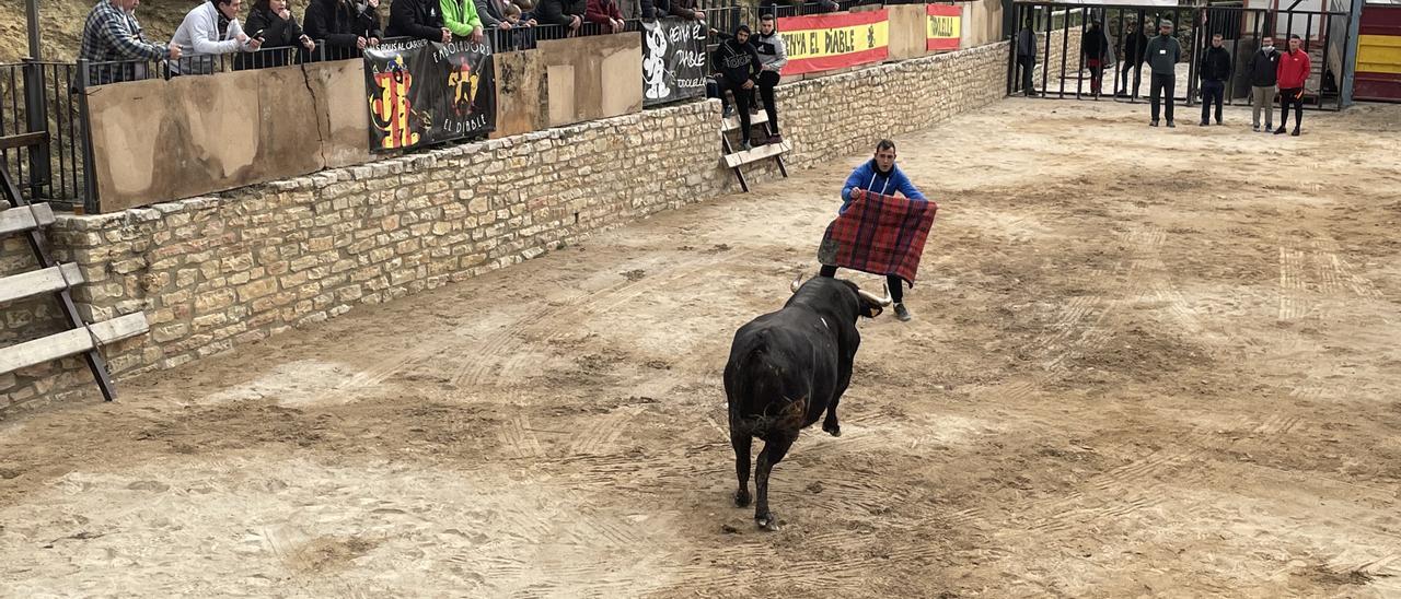 La Todolella ha exhibido cinco astados cerriles organizados por la Penya el Diable.