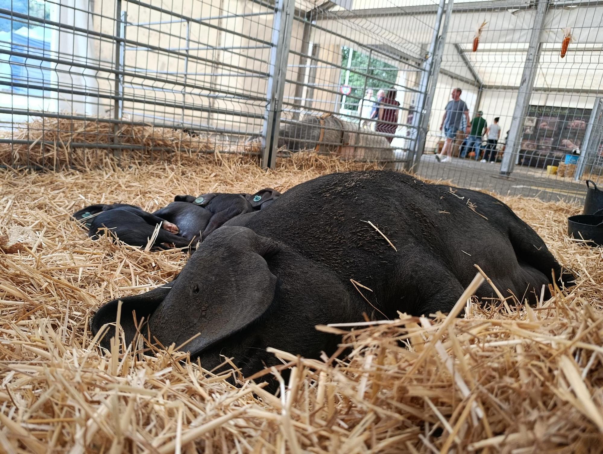 Arranca Agrosiero en La Pola