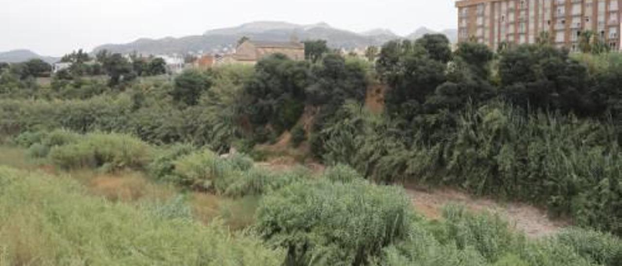 Cañas en el cauce del Serpis a su paso por Gandia.