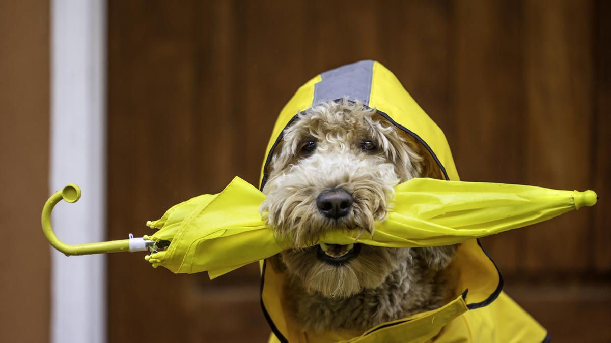 Adiós al abrigo para perros en invierno: el problema que sufre el animal con la prenda