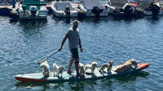 El militar que pasea a sus seis perros en tabla de paddle surf por Vigo