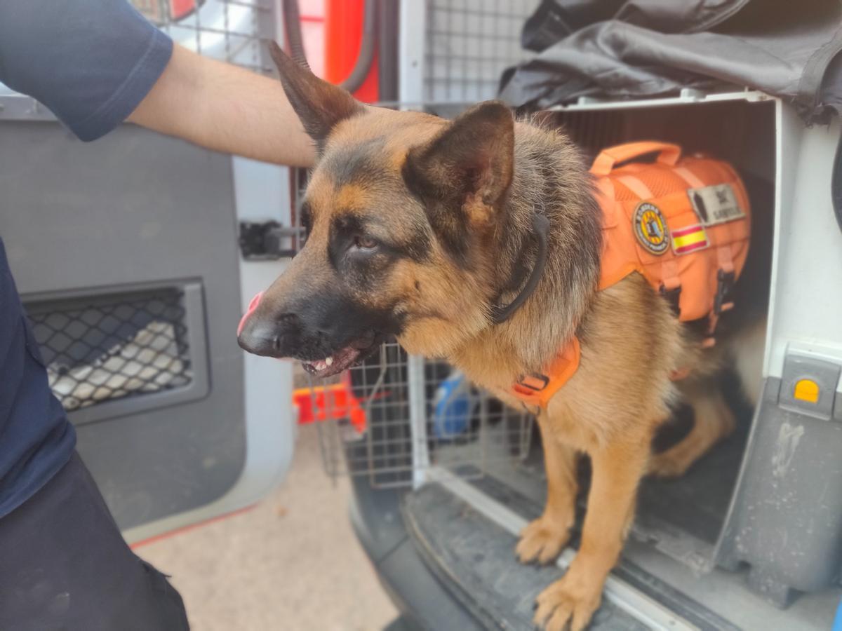 Perro de rescate del Consorcio Provincial de Bomberos de Valencia.