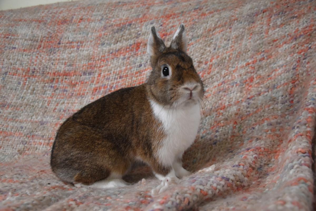 La conejita Bunny busca un hogar de adopción.