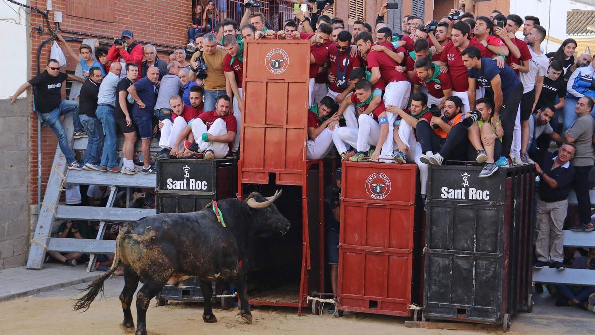 Un toro de Miura en las calles de la Comunitat Valenciana.