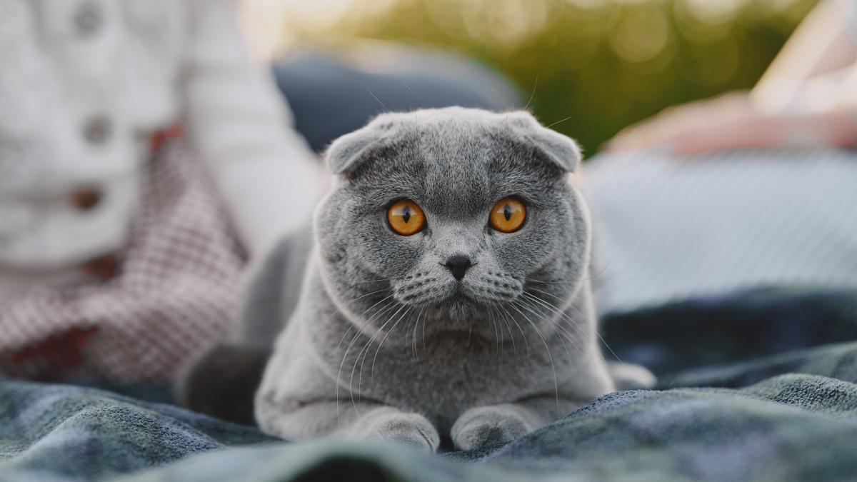 Fold Escocés: La Encantadora Raza de Gatos Más Cariñosos para tu Hogar