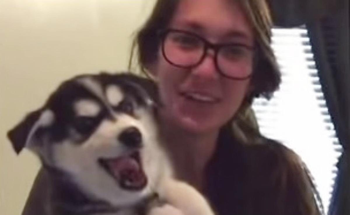 Un cachorro de husky siberiano imita el balbuceo de un bebé.