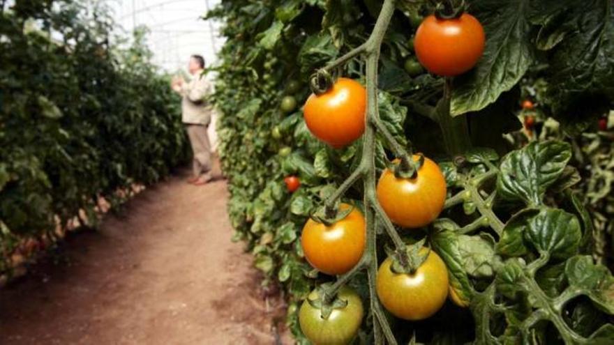 Los tomates son uno de lo cultivos de la campaña de verano que más se produce en el campo ilicitano.