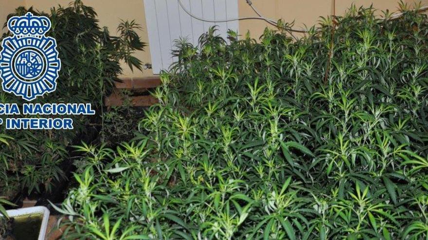 La Policía Nacional desmantela en Dénia una plantación de marihuana