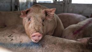 La UE circumscriu a 91 municipis l’àrea afectada per la pesta porcina