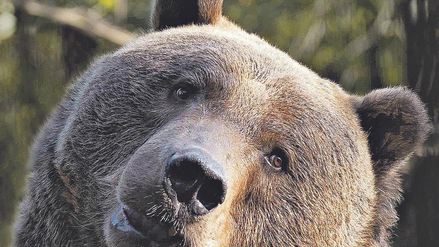 Asturias vio las orejas al oso - La Nueva España - Vimarsana News