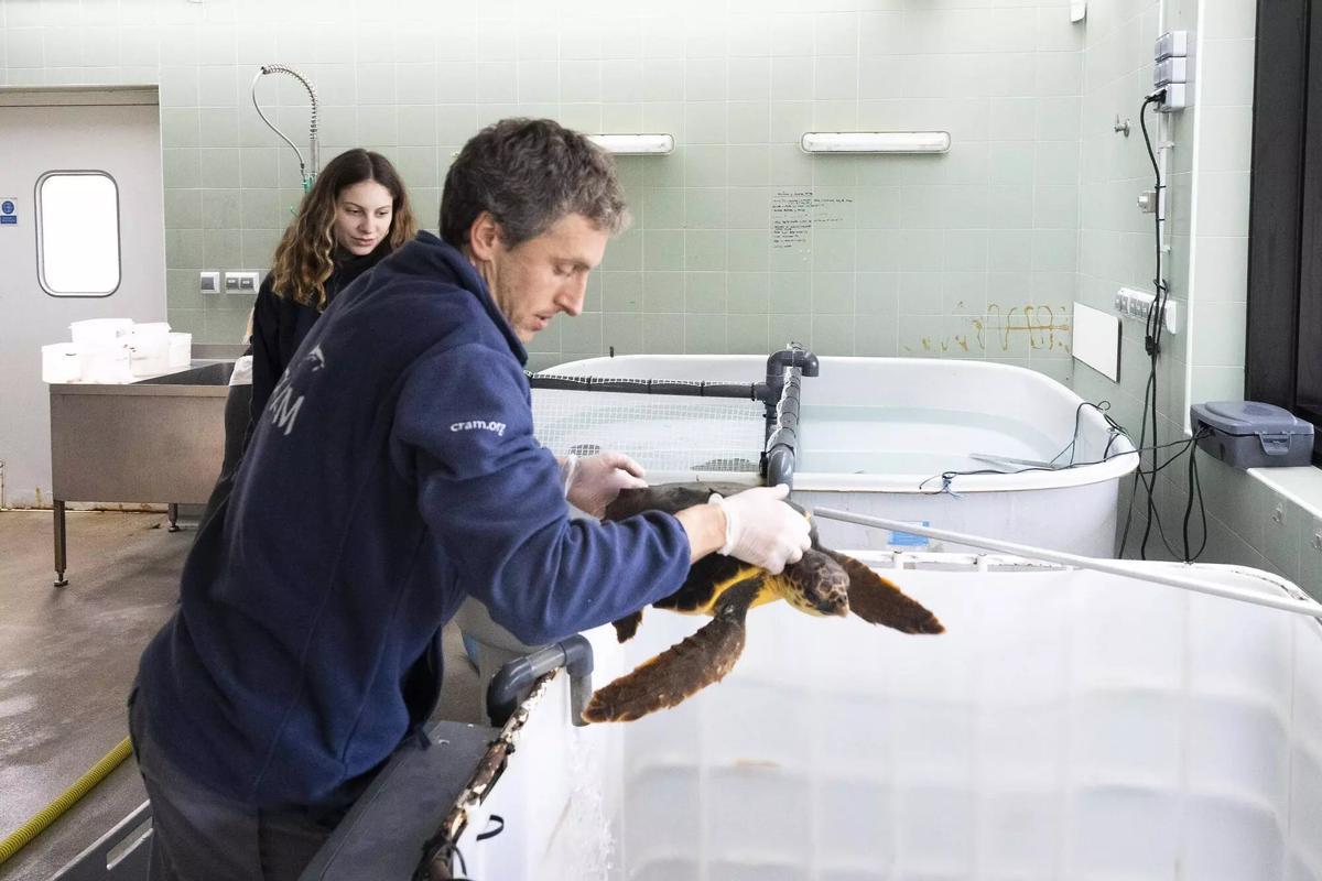 Ignacio Peña, veterinario del Área de Clínica y Rescate, examina a una tortuga ingresada en el CRAM.