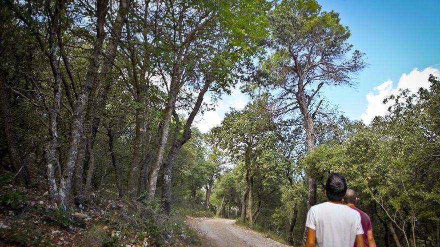 Una ruta verde en el bosque mediterráneo de la Font Roja