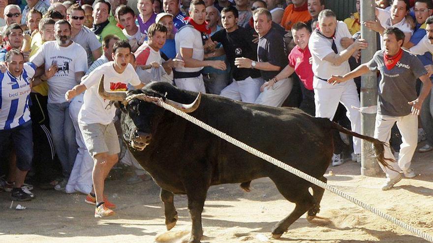 El toro enmaromado de Benavente.