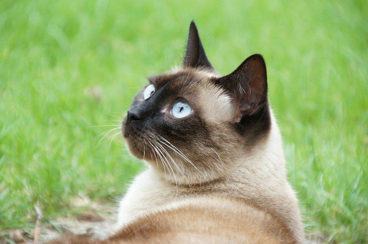 Gato siamés.