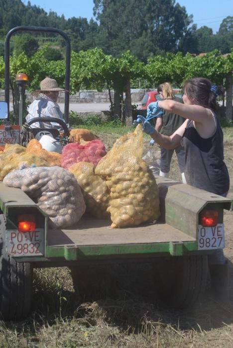 Meis recoge sus patatas solidarias