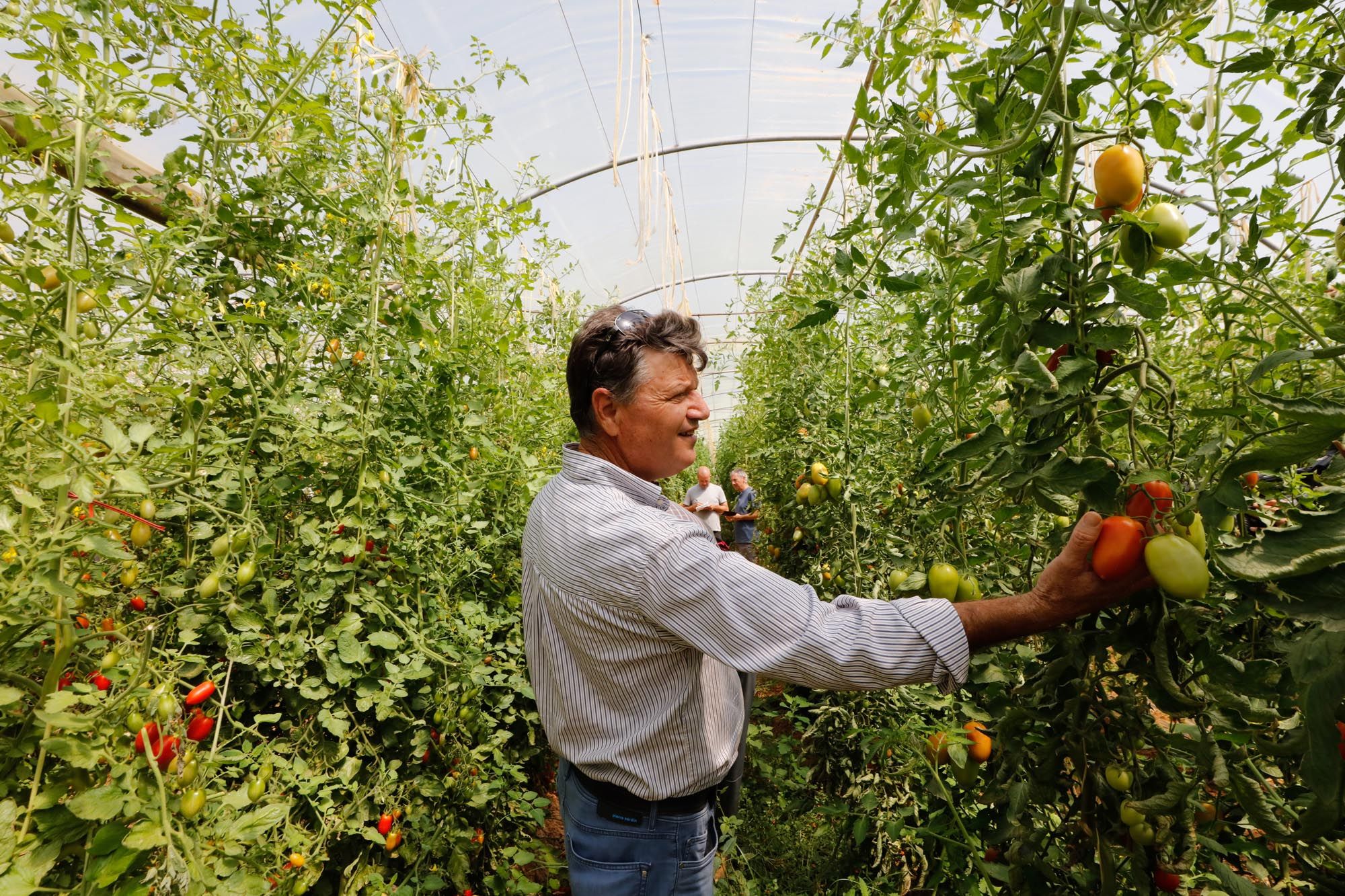 Visita guiada a la finca hortícola de Can Pol en Ibiza