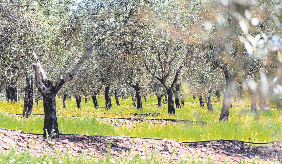 Imagen de una de las fincas que participan de este proyecto.