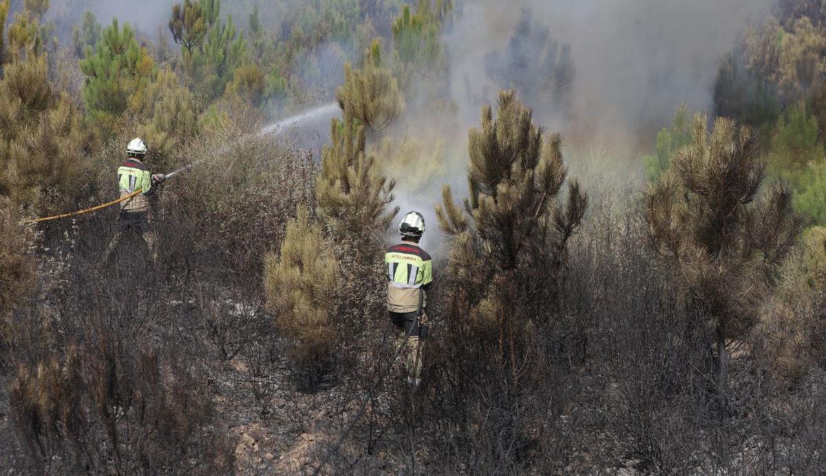 El aprovechamiento madera de pino quemada en los incendios del pasado ...