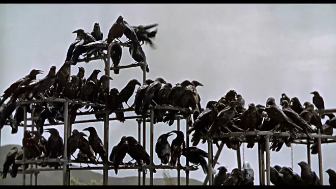 Los pájaros, pero de Hitchcock