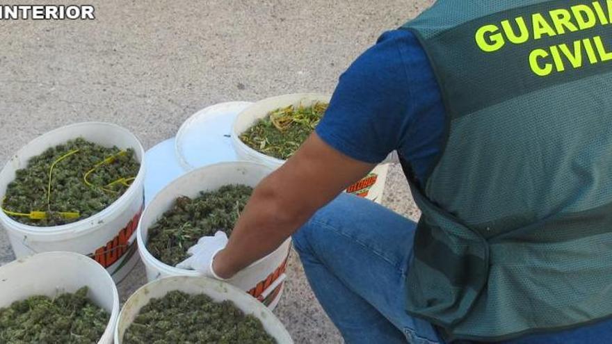 Dos detenidos por cultivar 300 plantas de marihuana en la Sierra de Mariola