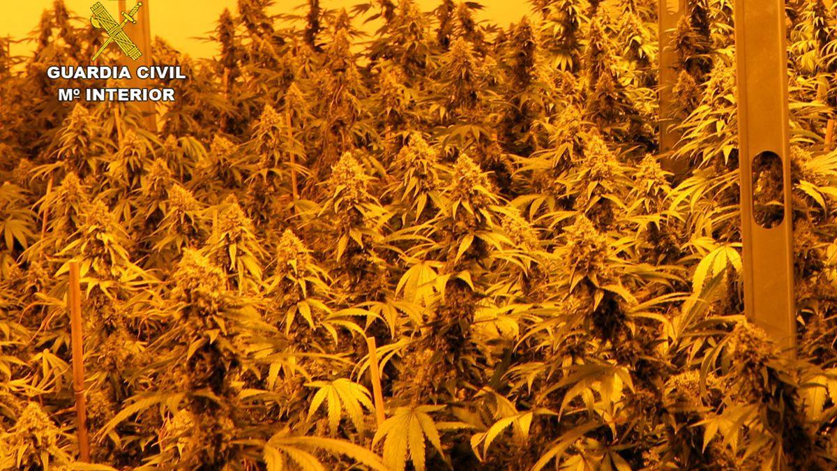 Plantas de marihuana incautadas por la Guardia Civil.