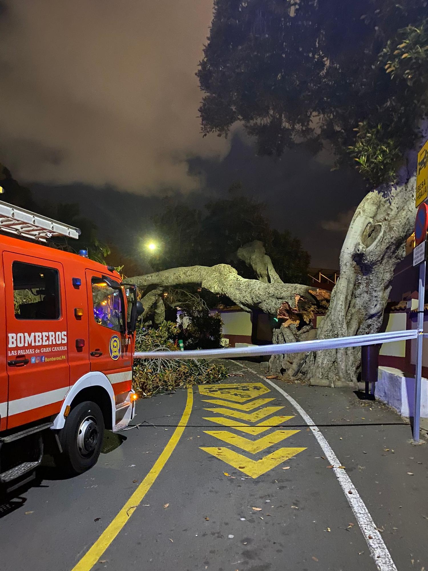 Cae el 'árbol bonito' de San Juan en Las Palmas de Gran Canaria